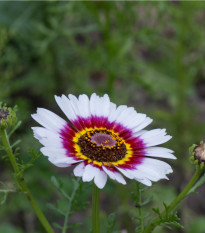 Margaréta - Chrysanthemum carinatum - predaj semien - 100 ks