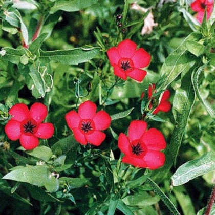 Ľan červený veľkokvetý - Linum grandiflorum - predaj semien - 140 ks