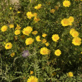 Margaréta ovsená Helios - Chrysantemum segetum - predaj semien - 100 ks