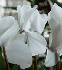 Cyklámen perzský Halios Pure White F1 - Cyclamen persicum - predaj semien - 6 ks