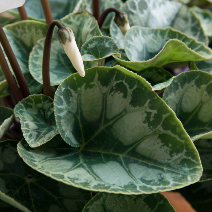 Cyklámen perzský Halios Pure White F1 - Cyclamen persicum - predaj semien - 6 ks