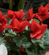 Cyklámen perzský Halios Bright Scarlet F1 - Cyclamen persicum - predaj semien - 6 ks