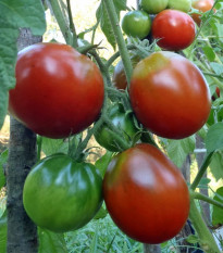 BIO Paradajka Black Trifele - Solanum lycopersicum - predaj bio semien - 7 ks