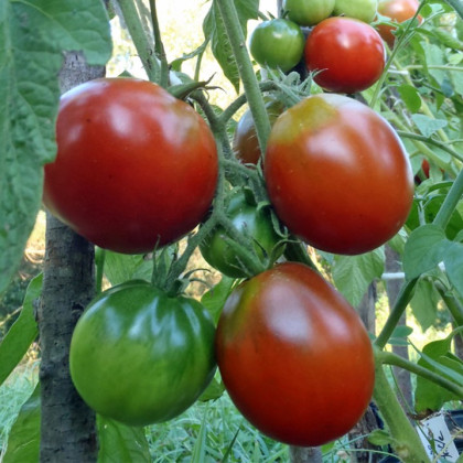 BIO Paradajka Black Trifele - Solanum lycopersicum - predaj bio semien - 7 ks