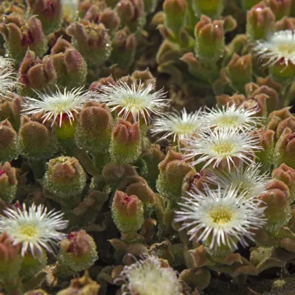 Poludňovka trblietavá - Mesembryanthemum crystallinum - predaj semien - 300 ks