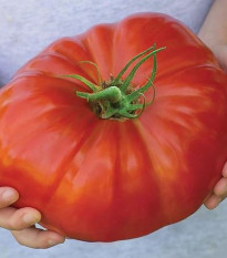 Paradajka Gigantomo - Solanum lycopersicum - predaj semien - 5 ks