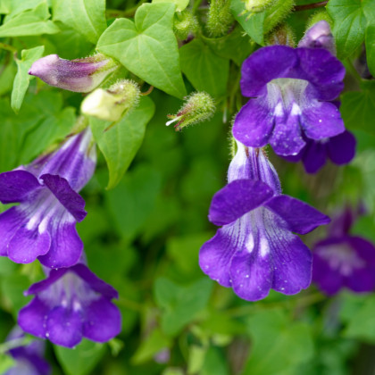 Asarina pnúca Mystic Purple - Asarina scandens - predaj semien - 20 ks