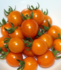 Paradajka Tiny Temptations Orange F1 PhR - Solanum lycopersicum - predaj semien - 5 ks