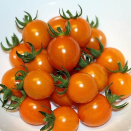 Paradajka Tiny Temptations Orange PhR - Solanum lycopersicum - predaj semien - 5 ks
