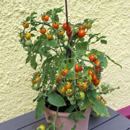 Paradajka Tiny Temptations Orange PhR - Solanum lycopersicum - predaj semien - 5 ks