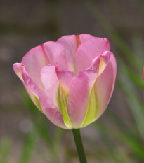 Tulipán Groenland - Tulipa - predaj cibuľovín - 3 ks