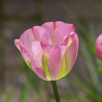 Tulipán Groenland - Tulipa - predaj cibuľovín - 3 ks