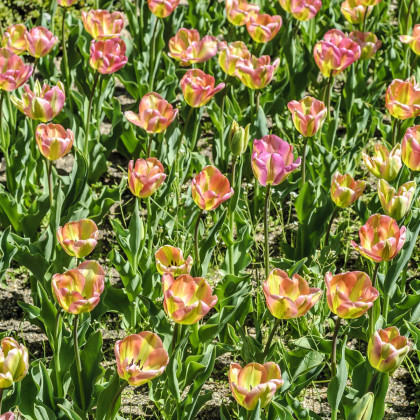 Tulipán Groenland - Tulipa - predaj cibuľovín - 3 ks