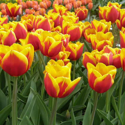 Tulipán Kees Nelis - Tulipa - predaj cibuľovín - 3 ks