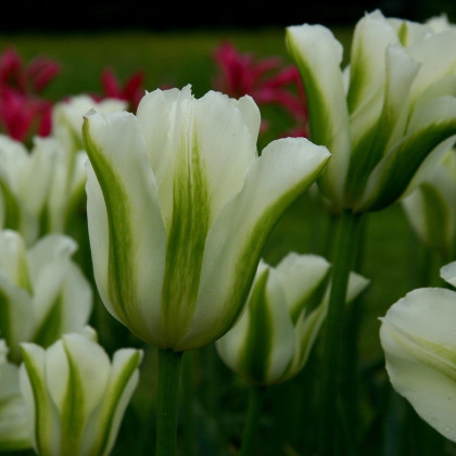 Tulipán Spring Green - Tulipa - predaj cibuľovín - 3 ks
