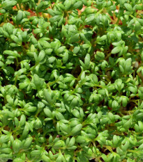 BIO Žerucha Sprint - Lepidium sativum - predaj bio semien - 120 ks