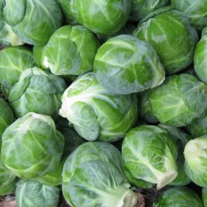 BIO Kel ružičkový Dagan F1 - Brassica oleracea - predaj bio semien - 20 ks