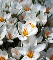 Krókus Ard Schenk - Crocus chrysanthus - predaj cibuľovín - 3 ks