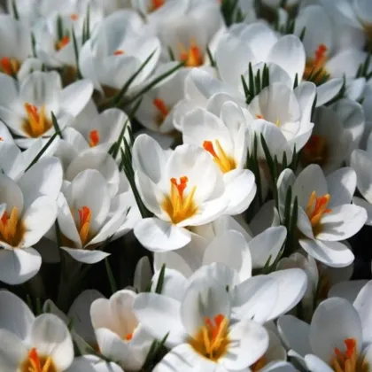 Krókus Ard Schenk - Crocus chrysanthus - predaj cibuľovín - 3 ks