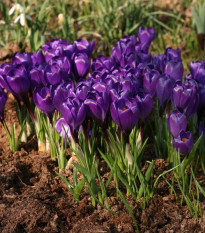 Krókus Remembrance - Crocus vernus - predaj cibuľovín - 3 ks