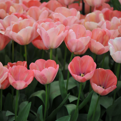 Tulipán Van Eijk - Tulipa - predaj cibuľovín - 3 ks