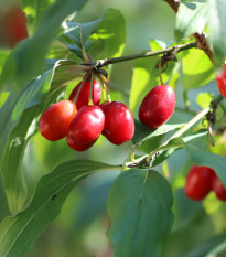 Drieň obyčajný - Cornus mas - predaj semien - 3 ks