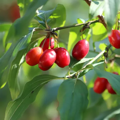 Drieň obyčajný - Cornus mas - predaj semien - 3 ks