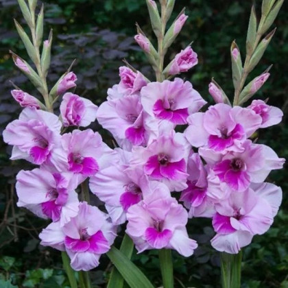 Gladiola Alannah - Gladiolus - predaj cibuľovín - 3 ks