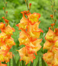 Gladiola Sunshine - Gladiolus - predaj cibuľovín - 3 ks