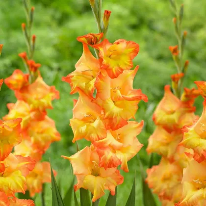 Gladiola Sunshine - Gladiolus - predaj cibuľovín - 3 ks