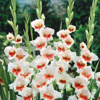 Gladiola Japonica - Gladiolus - predaj cibuľovín - 3 ks