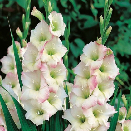 Gladiola Cream Perfection - Gladiolus - predaj cibuľovín - 3 ks