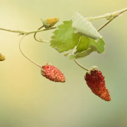 Jahodník lesný Mignonette - Fragaria vesca - predaj semien - 15 ks ​