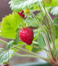 Jahodník lesný Mignonette - Fragaria vesca - predaj semien - 15 ks ​