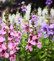 Angelónia zmes farieb - Angelonia angustifolia - predaj semien - 6 ks