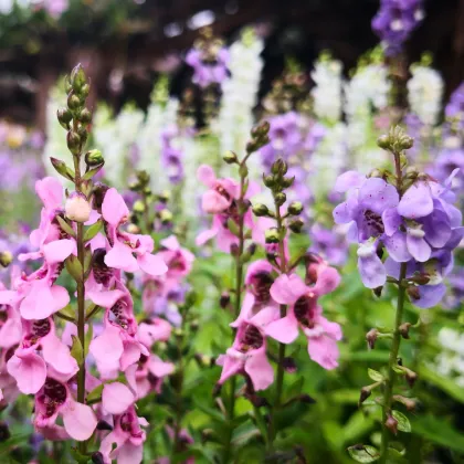 Angelónia zmes farieb - Angelonia angustifolia - predaj semien - 6 ks