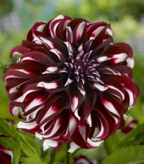 Georgína Tartan - Dahlia - predaj cibuľovín - 1 ks