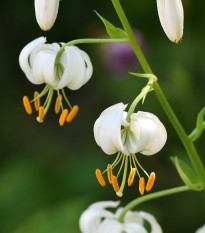 Ľalia Martagon Snowy Morning - Lilium martagon - predaj cibuľovín - 1 ks