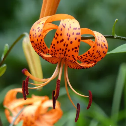 Ľalia Tigrinum - Lilium - predaj cibuľovín - 1 ks