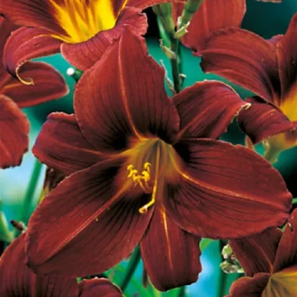 Ľaliovka Black Prince - Hemerocallis - predaj cibuľovín - 1 ks ​