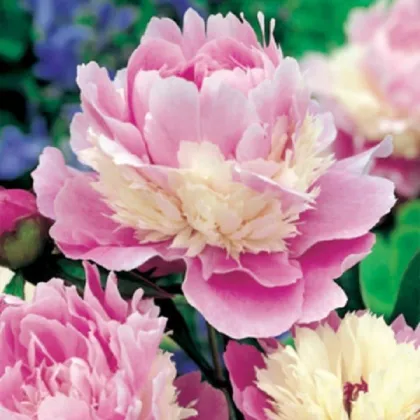 Pivónia Sorbet - Paeonia - predaj cibuľovín - 1 ks