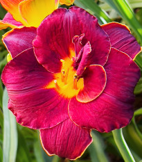 Ľaliovka Highland Lord - Hemerocallis - predaj cibuľovín - 1 ks ​