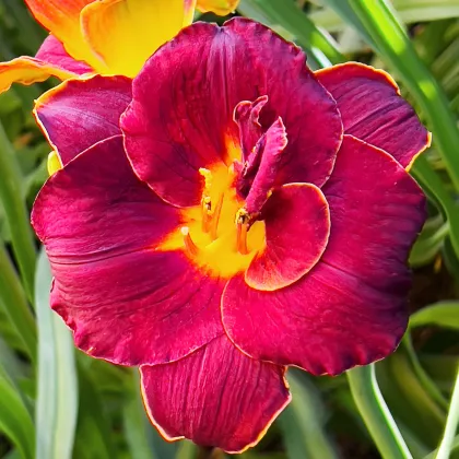 Ľaliovka Highland Lord - Hemerocallis - predaj cibuľovín - 1 ks ​