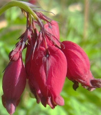 Srdcovka Bacchannal - Dicentra formosa - predaj cibuľovín - 1 ks