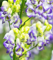 Prilbica Carmichaelov Cloudy - Aconitum carmichaelii - predaj cibuľovín - 1 ks ​