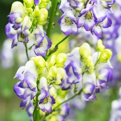 Prilbica Carmichaelov Cloudy - Aconitum carmichaelii - predaj cibuľovín - 1 ks ​