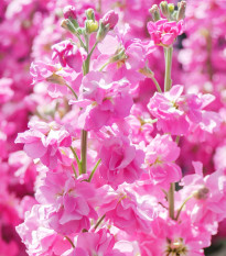 Fiala Iron Rose - Matthiola incana - predaj semien - 40 ks