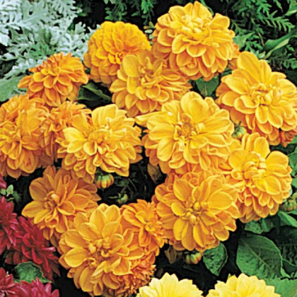 Georgína premenlivá Figaro Orange shades - Dahlia variabilis - predaj semien - 20 ks