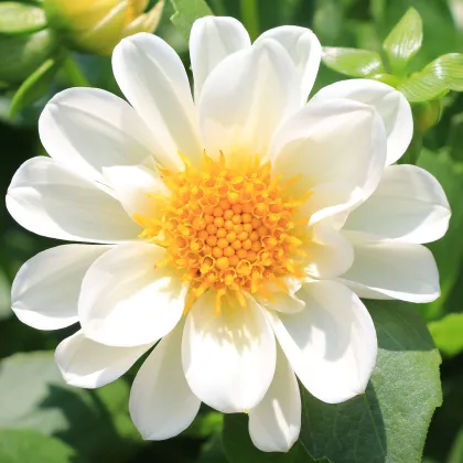 Georgína premenlivá Figaro biela - Dahlia variabilis - predaj semien - 20 ks