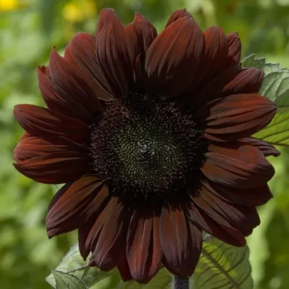 Slnečnica ročná Claret F1 - Helianthus annuus - predaj semien - 10 ks ​